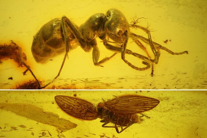 Fossil Moth fly (Psychodidiae) & Ant (Formicidae) In Baltic Amber #142235